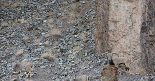Тест на зоркость: найди на этом фото леопарда