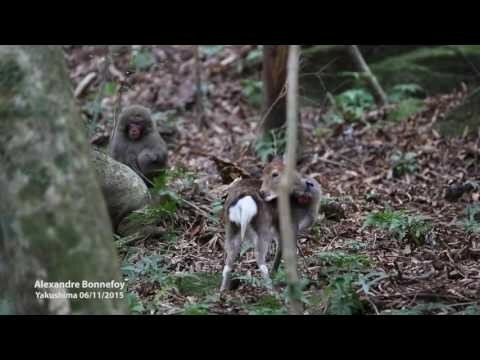 Японский макак попытался изнасиловать олениху