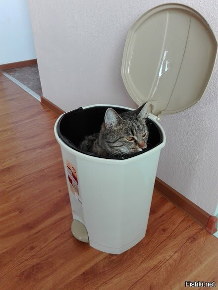Из солянки