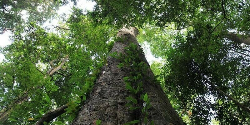 На Килиманджаро найдено самое высокое дерево Африки