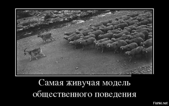 Из солянки