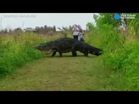 Жесть, гигантский крокодил обнаружен на поле гольфа во Флориде
