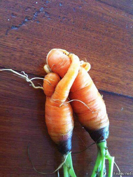 Любовь морковь