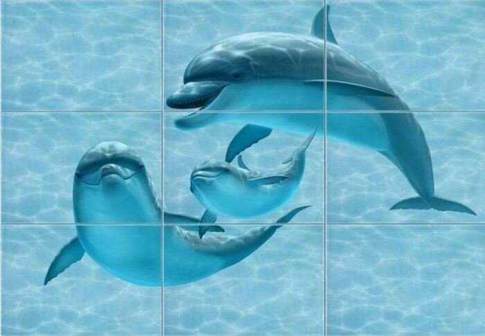 Когда никогда не видел дельфинов