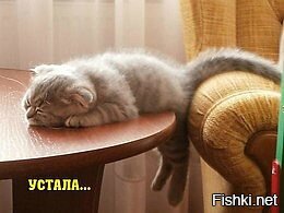 Из солянки