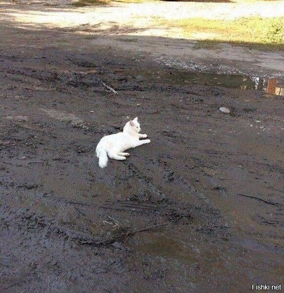 Из солянки