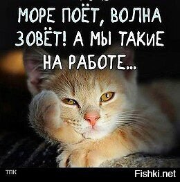 Из солянки