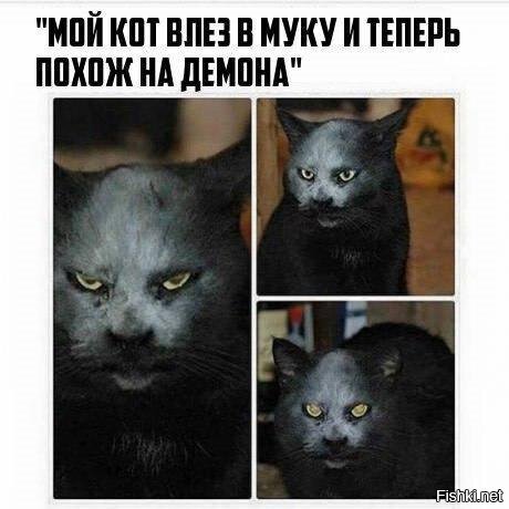 Из солянки