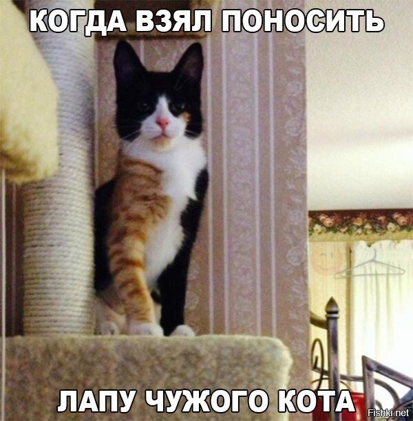 Из солянки