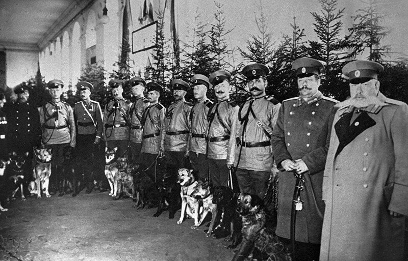 Мохнатая служба: собаки на страже порядка и безопасности