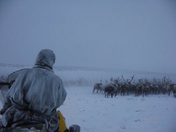 Один день в гостях у оленеводов