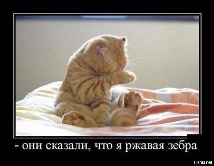 Из солянки