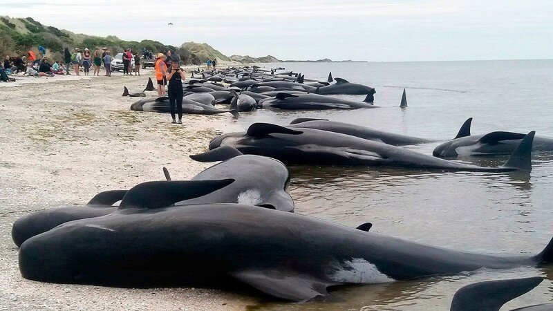  Массовое самоубийство: 400 китов выбросились на берег Новой Зеландии