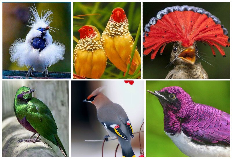  Поразительное великолепие фауны - 20 ярких птичек-невеличек