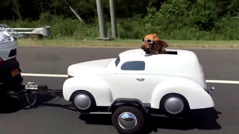 Собака наслаждается поездкой на своём автомобиле
