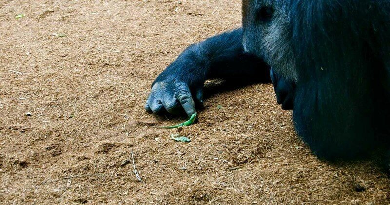 Доказательство того, что гориллы - нежные гиганты