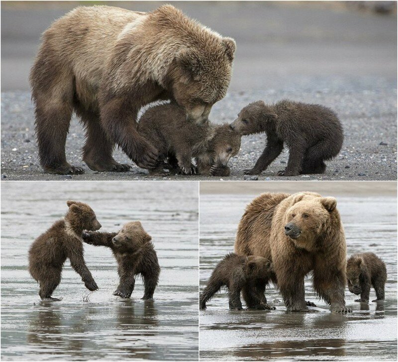 Мама-медведица с 4-месячными малышами