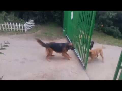 Из солянки