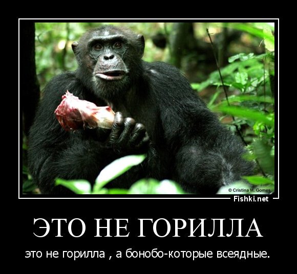 Это не горилла