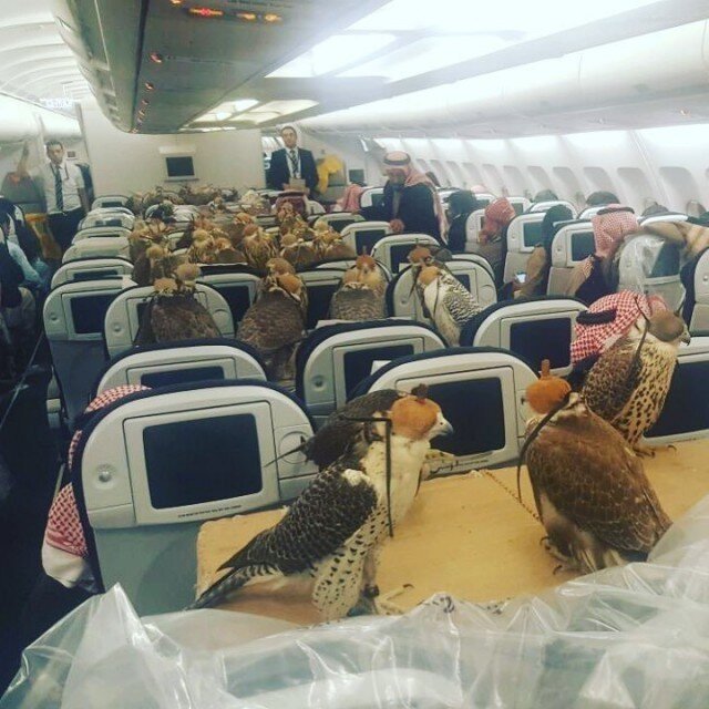 Саудовский принц арендовал 80 мест в авиалайнере для своих соколов