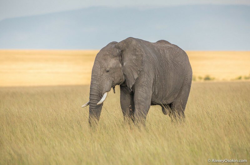 Какого размера у слона?