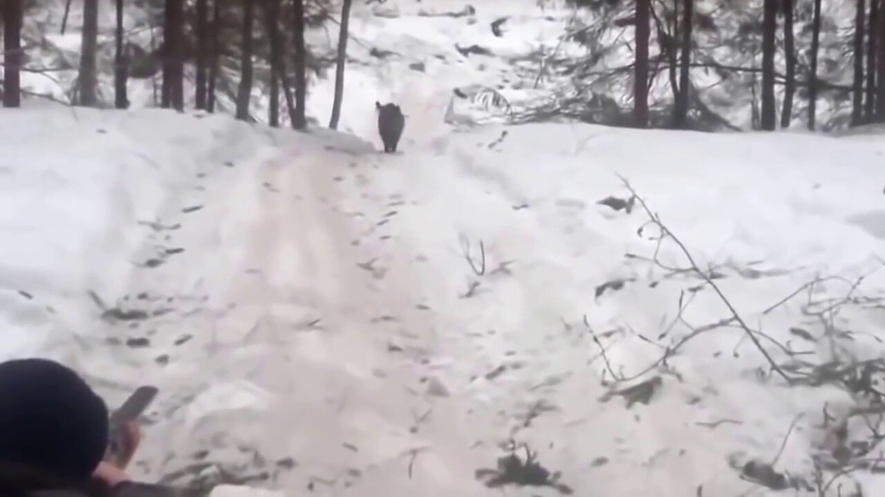 кабан кинулся на мужика