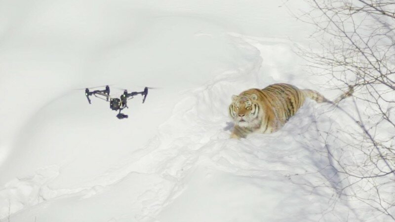Амурские тигры тренируются сбивать беспилотники