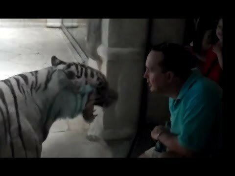 Нападение животных на людей в зоопарке