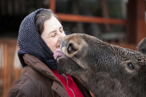 Гришка почти как собака, ну только очень большая и добрая собака