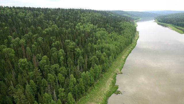 Названа главная причина гибели темнохвойных лесов Сибири