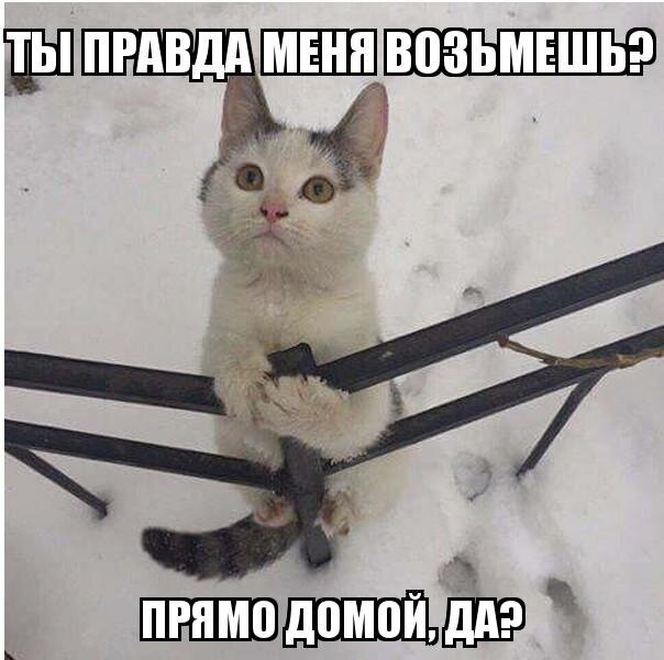 Из солянки