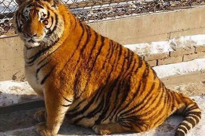 Ожиревшие тигры- смешно ли это