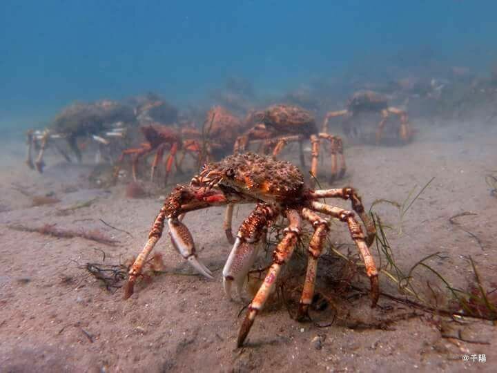 Миграция тысячи крабов-пауков напоминает подводный ужастик