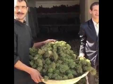 Счастливые марокканские фермеры