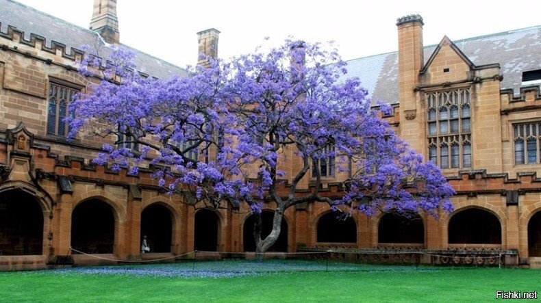 Жакаранда (фиалковое дерево) в цвету, Сиднейский университет