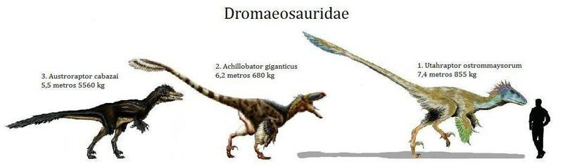 Дромеозавриды или Рапторы