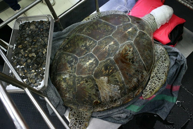 Хирурги достали из желудка черепахи несколько килограммов монет