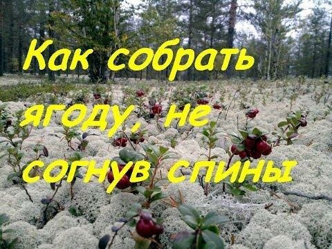 Как собрать ягоду, не сгибая спины