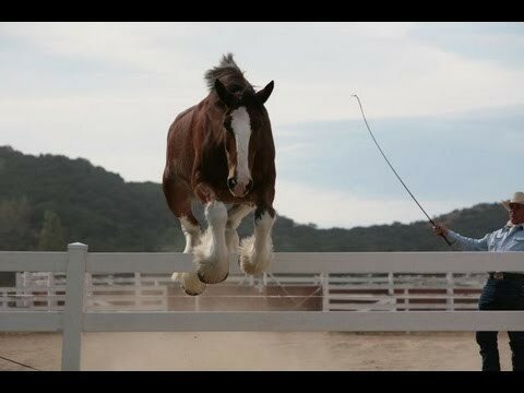 Как снимают рекламу пива Budweiser?