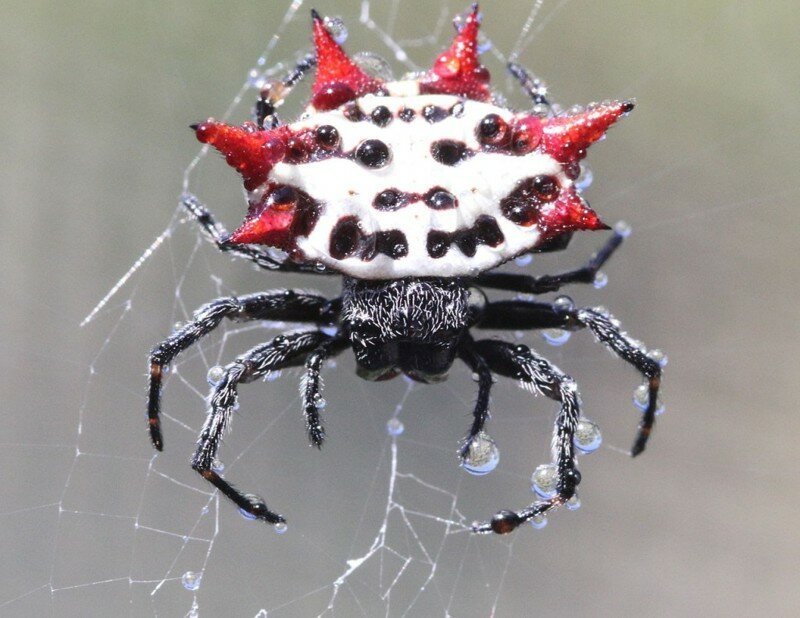 Наверное самый красивый паук в мире