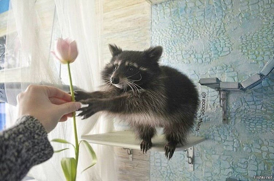 Из солянки