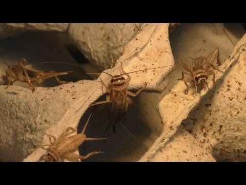 Коктейль из насекомых