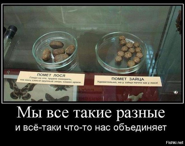 Из солянки
