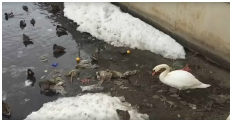 Когда птица умнее некоторых людей: лебедь чистит озеро от мусора в Казани
