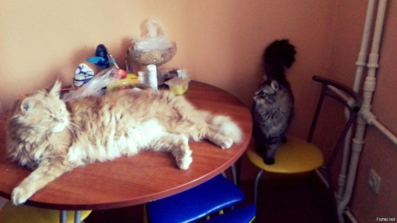 Котяка-мейнкуняка