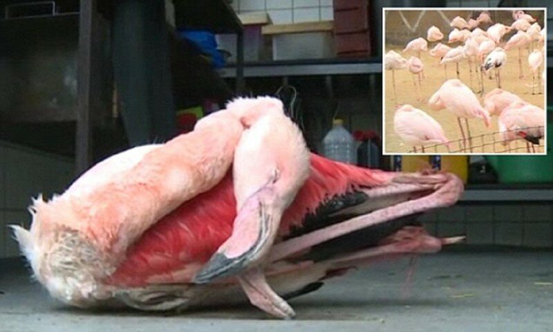 Малолетки забили до смерти фламинго в зоопарке