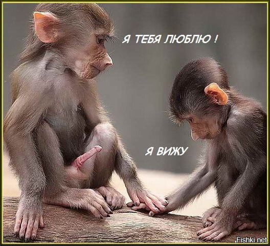 Из солянки
