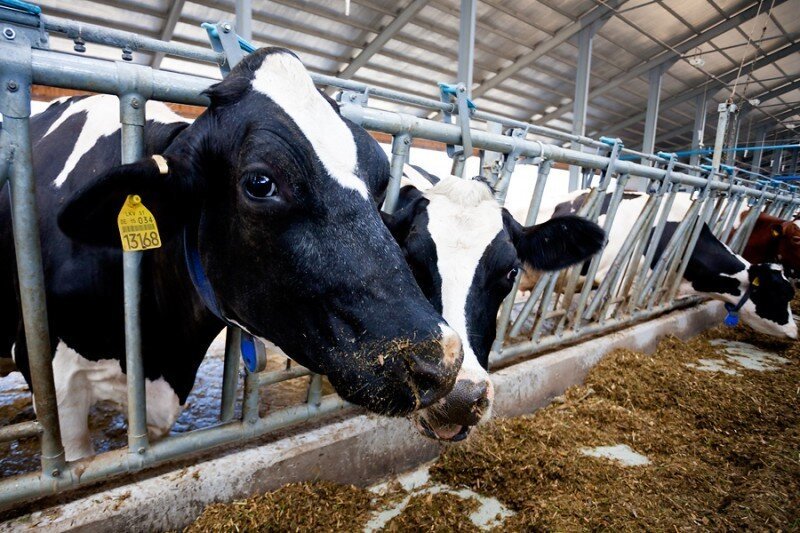 Голландских коров в Турции не ждут