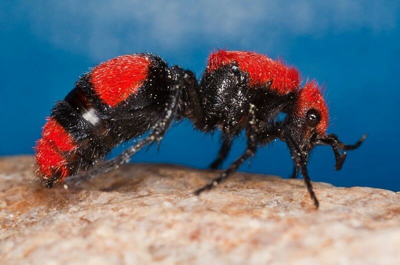 Бархатный муравей, который совсем не муравей