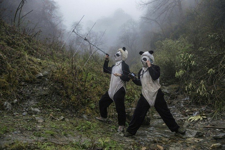 Униформа работника китайского зоопарка — костюм панды